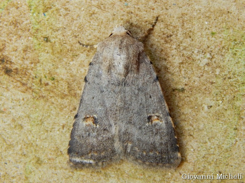 Noctuidae: Caradrina Kadenii